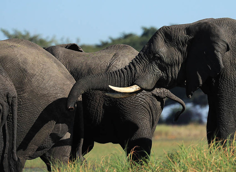      Kafue National Park