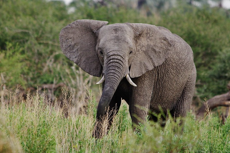      Kafue National Park